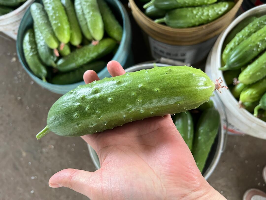 农户采摘旱黄瓜场景