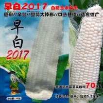 【极早熟】白糯玉米种子穗长22厘米粗5.2厘米2017