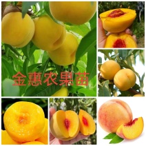 【包邮】黄金桃苗芒果味（黄金蜜0号1号4号）、黄金冠