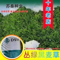蓝标多年生进口矮生草坪种子耐寒耐旱抗病，冬季活跃