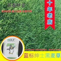 进口蓝标绅士多年生黑麦草种子草坪绿化耐寒耐旱易活种籽