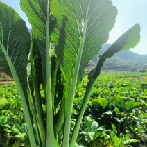增城迟菜心