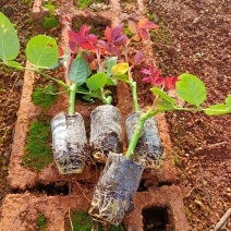 玫瑰花苗云南基地直供正宗玫瑰花苗带土玫瑰花苗绿化工程苗