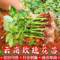 玫瑰云南基地直供切花玫瑰小苗绿化工程苗