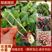 火龙珠种苗火龙珠小苗基地直发可发往全国量大从优欢迎来电