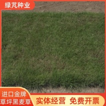 进口多年生蓝标金牌黑麦草种子草坪草籽矮生耐寒绿化耐践踏种