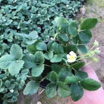 精品草莓优质草莓苗