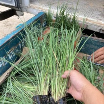 精品须芒草优质须芒草须芒草