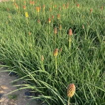 精品火炬花优质火炬花火炬花自产自销