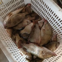 新鲜鳜鱼，肉质鲜美，营养丰富，适合清蒸、红烧，家庭聚餐首选！