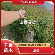 2公分以上杏树、甘肃杏树、3公分以上杏树