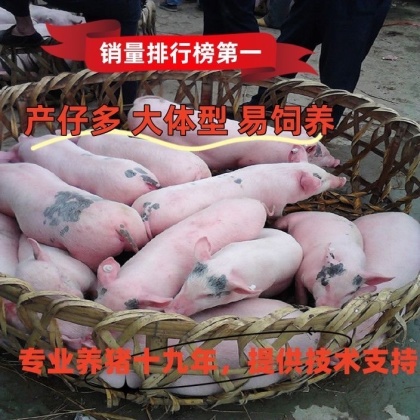 活猪价格行情_今日活猪价格多少钱一斤 _ 一亩田