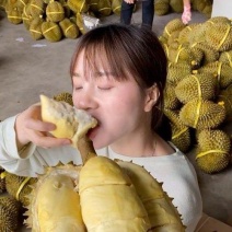 金枕榴莲一手批发价格，A果保5房，坏果包赔，货到付款