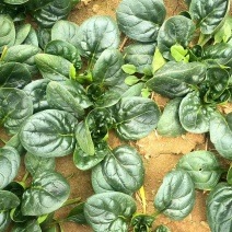 河南红根矮秆趴地圆叶菠菜精品中小颗菜