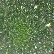 乌塌菜
