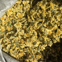 精品杭白菊，胎菊朵花批发