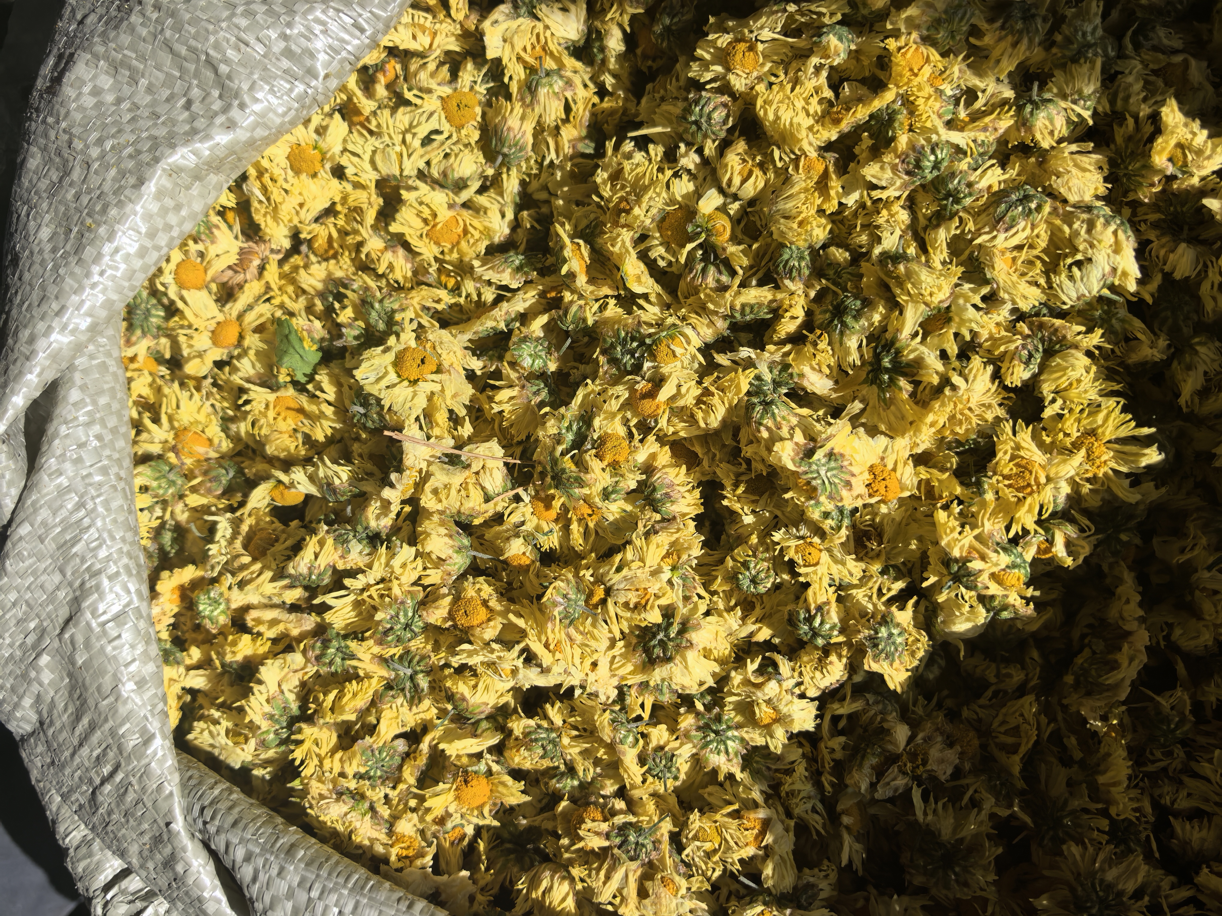 杭白菊深加工产品展示,包括菊花茶包、菊花膏、菊花饮料等 杭白菊深加工产品展示