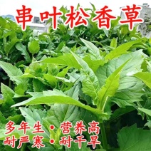 串叶松香草种子多年生饲用猪牛羊鹅优质牧草全国包邮厂家批发