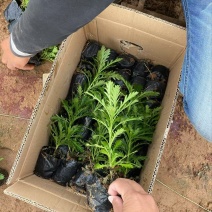 精品木春菊优质木春菊。木春菊自产自销