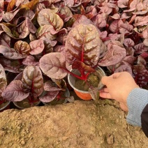 精品红叶甜菜优质红叶甜菜自产自销