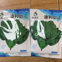 重庆发货到全国高抗霜霉病进口菠菜