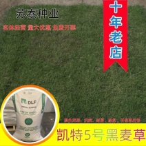 进口矮生草坪【凯特5号】黑麦草种子草皮卷专用草籽