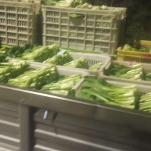 菜心