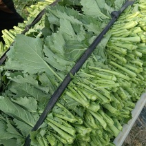 油菜苔