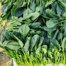 新鲜菠菜，营养丰富，适合家庭烹饪，现摘现卖