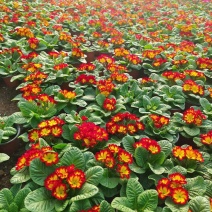 报春花