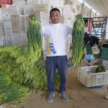 精品蒜苔常年有货适合各大超市电商学校食堂加工厂