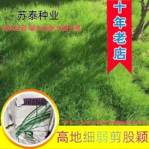 进口细弱剪股颖草籽庭院别墅绿化小区耐践踏高尔夫草坪种子