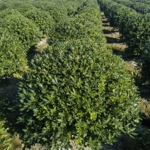 海桐基地，色泽鲜艳，植株健壮，各种规格齐全