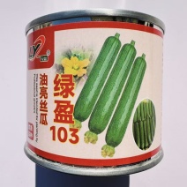 绿盈103油亮型丝瓜种子早熟结瓜多油皮丝瓜种子油绿香丝瓜