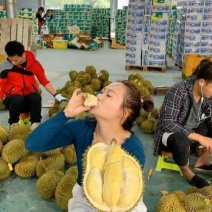 金枕榴莲一手货源批发市场，a果保5房，坏果包赔，货到付款