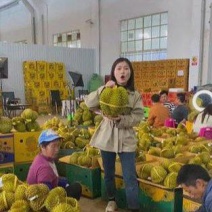 金枕榴莲一手货源批发市场，a果保5房，坏果包赔，货到付款
