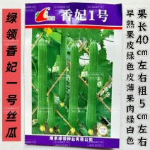 绿领香妃一号丝瓜种子早熟果实长棒形长丝瓜种子果实绿色不易