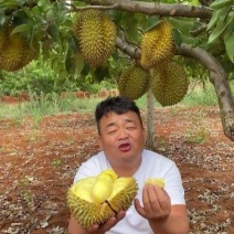 金枕榴莲一手批发价格，A果保5房，坏果包赔，货到付款