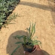 精品矢车菊优质矢车菊