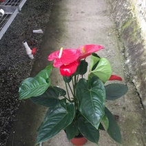 精品红掌优质红掌红掌种植基地
