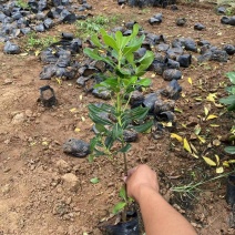 精品海桐优质海桐自产自销海桐