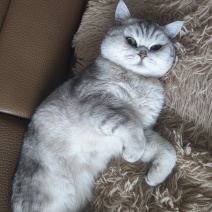 宠物猫，价值2000块钱，卖600，谁要的，领走，非常乖