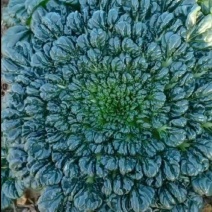 蔬菜乌塔菜叶类菜产地供应