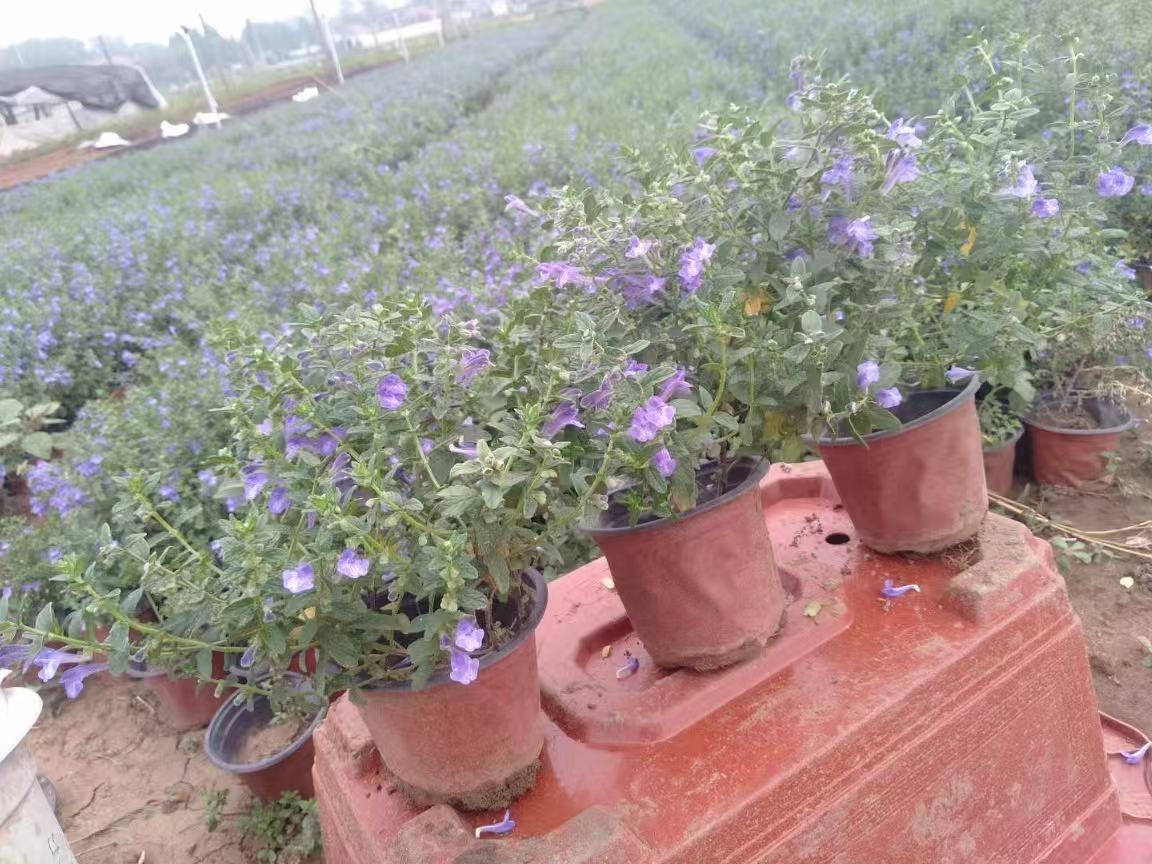 大花腋花黄芩植株特写：盛花期茎上部叶腋处簇生大型蓝紫色唇形花，花冠下唇宽展、上唇拱形隆起，茎秆挺拔带细毛，叶片卵圆对生，叶缘具钝锯齿