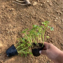 精品醉蝶花优质醉蝶花