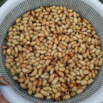 虫冰鲜发货，每天都有100斤以上新鲜货