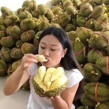 金枕榴莲一手批发价格，A果保5房，坏果包赔，货到付款