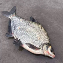 鳊鱼武昌鱼原塘鱼三年以上