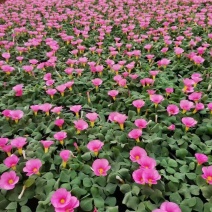 精品大花芙蓉酢浆草
