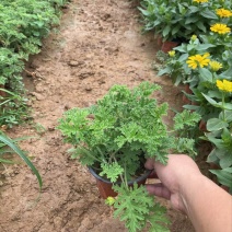 精品驱蚊草优质驱蚊草